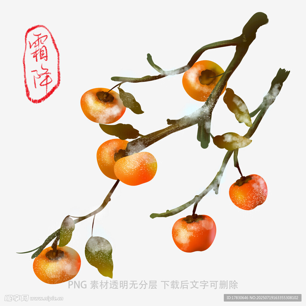 枝头柿子图
