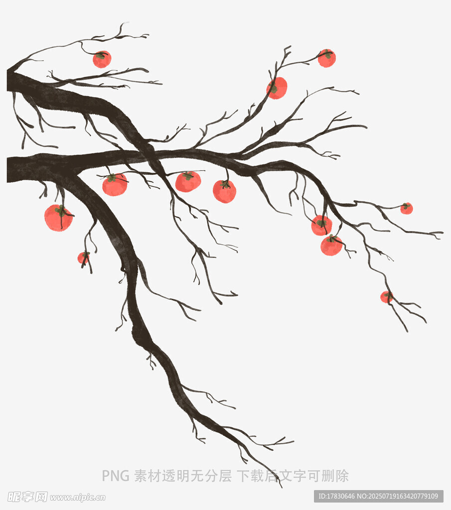 水墨风枝头红柿插画