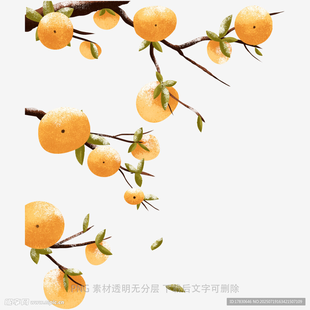 柿子