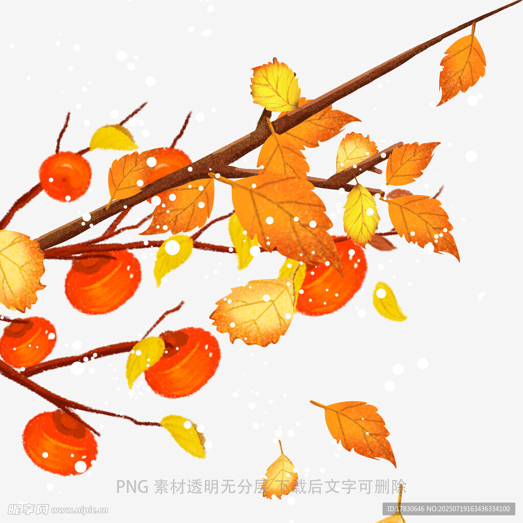 秋日枝头的橙红柿子