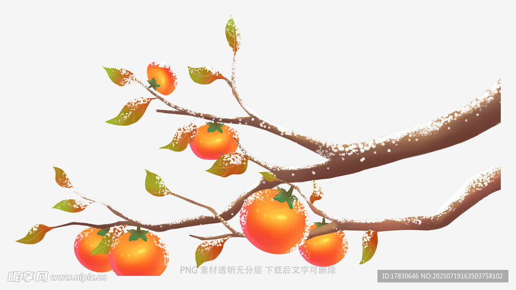 枝头硕果累累的橙色柿子