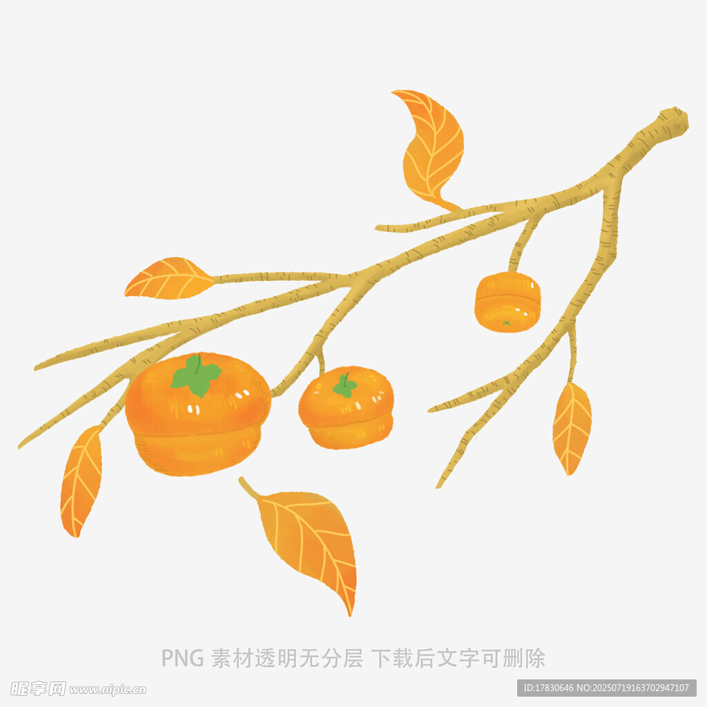 枝头柿子插画