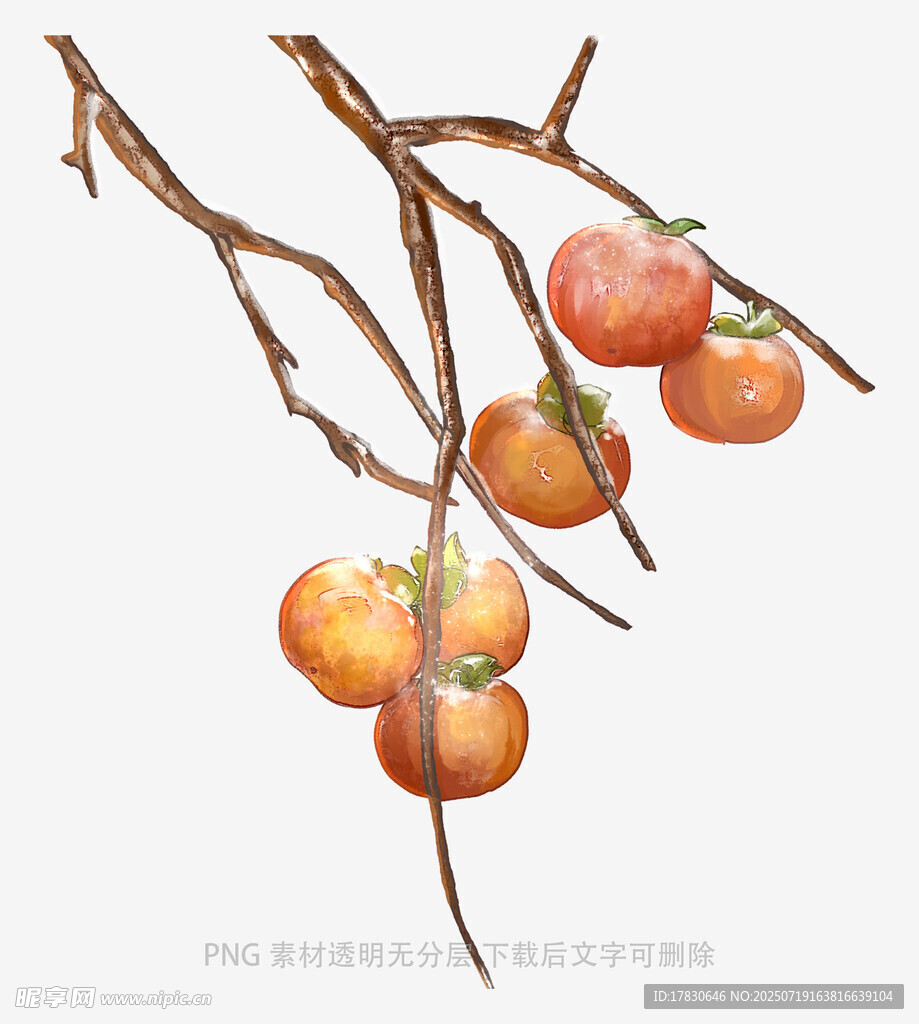枝头挂柿