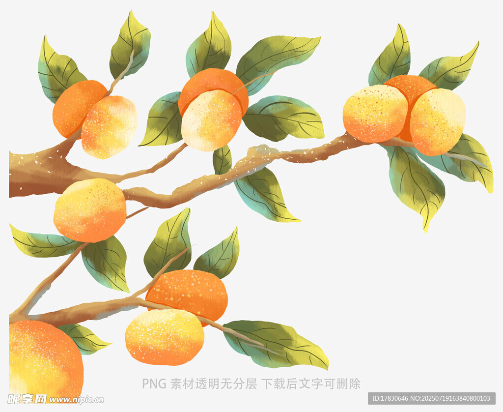 枝头金橘绿叶相伴