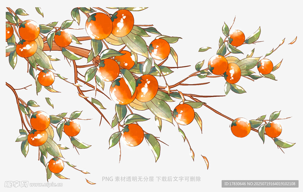 枝头硕果累累的橘树