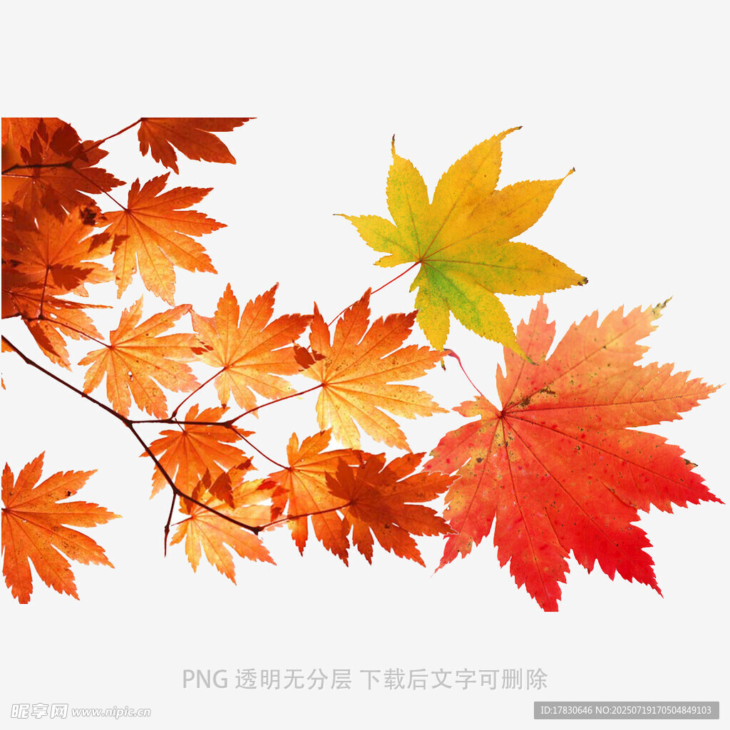 秋日枫叶枝头绽放
