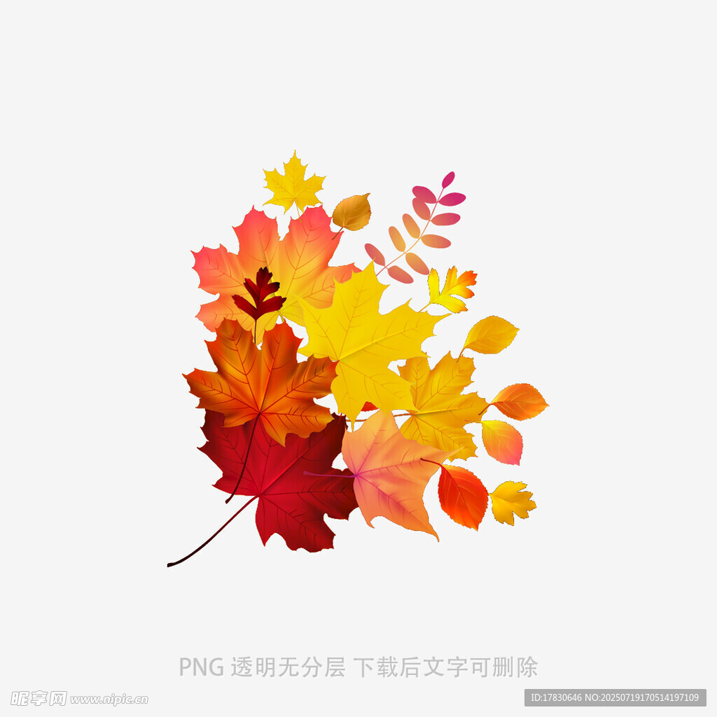 多彩秋叶插画