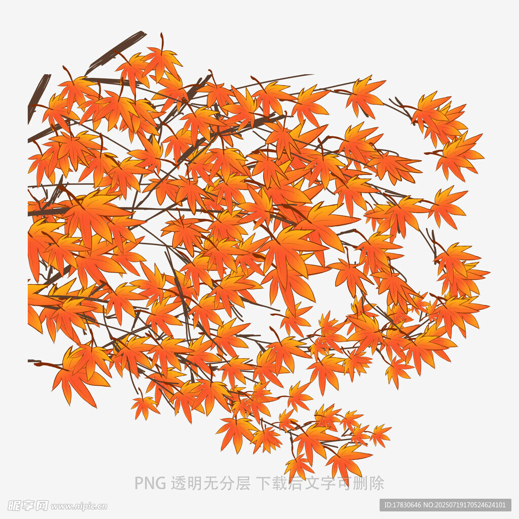 秋日橙红枫叶树枝插画