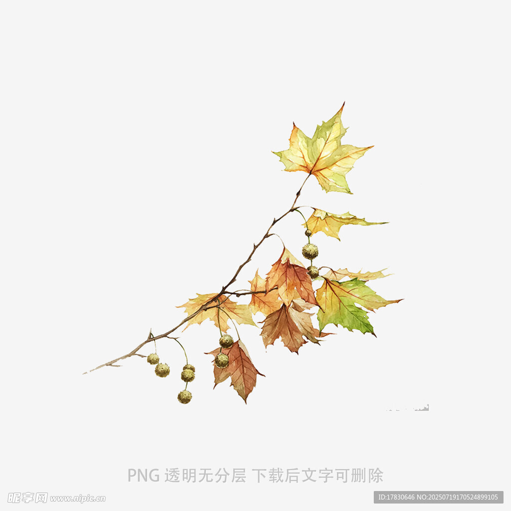秋意枫叶枝