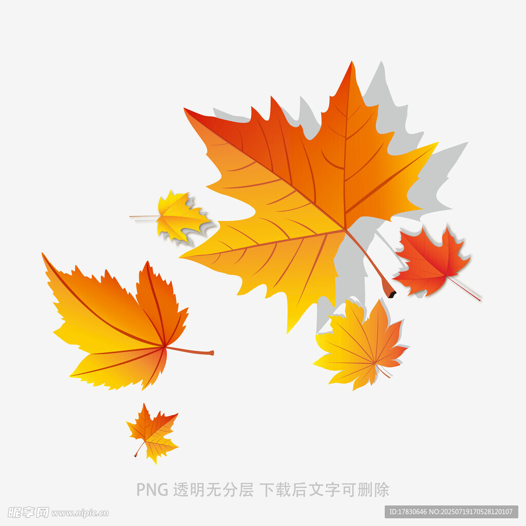 飘落的多彩枫叶