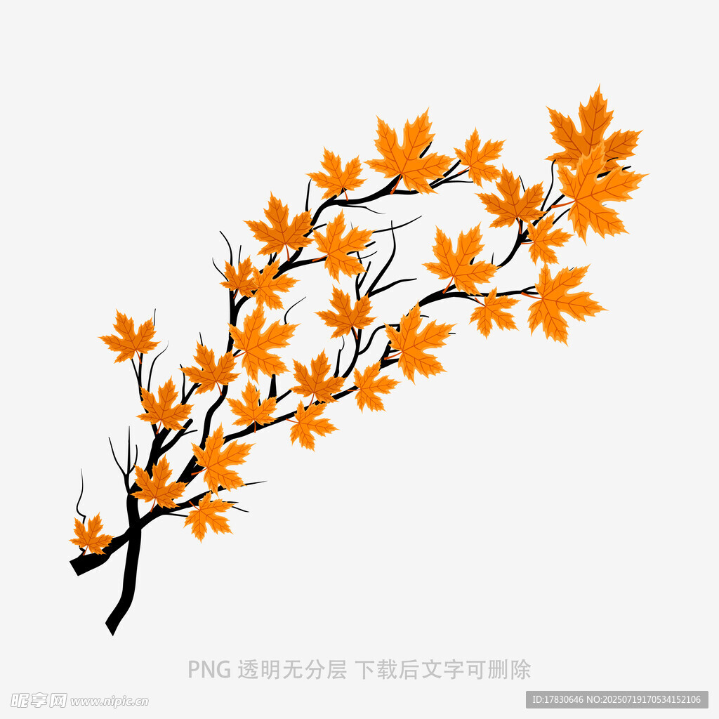 秋日橙叶树枝插画