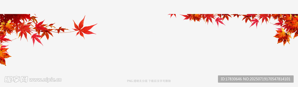 枫叶装饰背景图