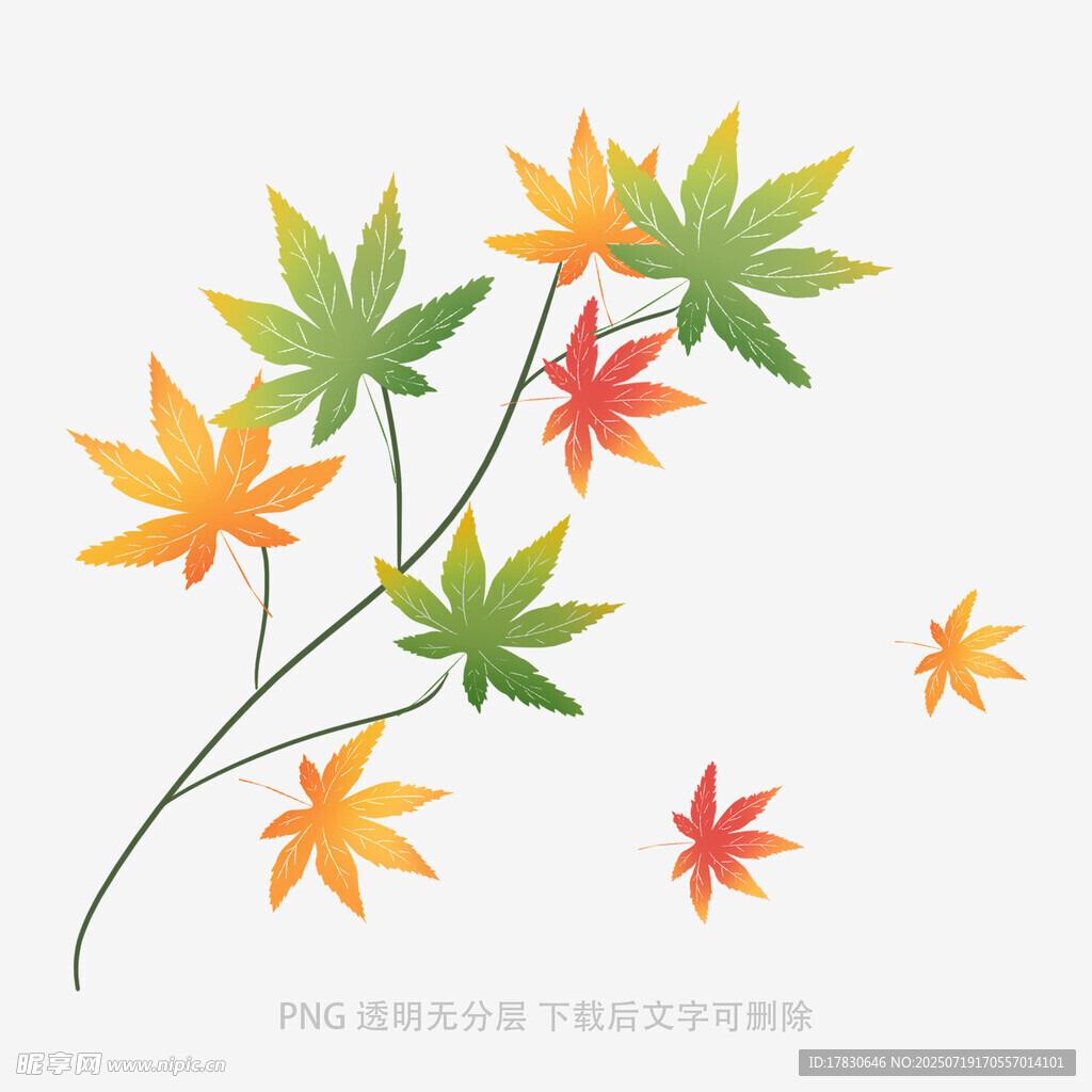 多彩枫叶矢量插画