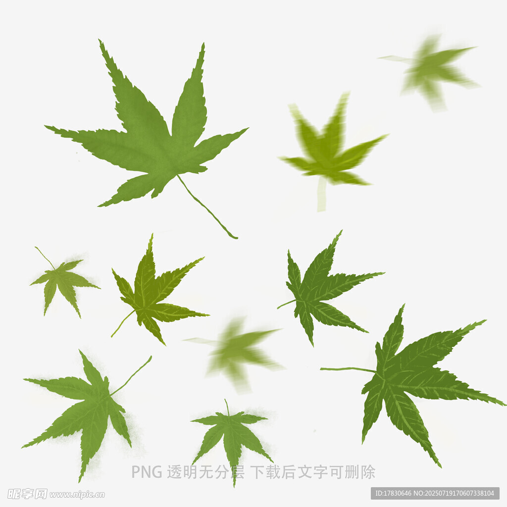 飘落的绿色枫叶