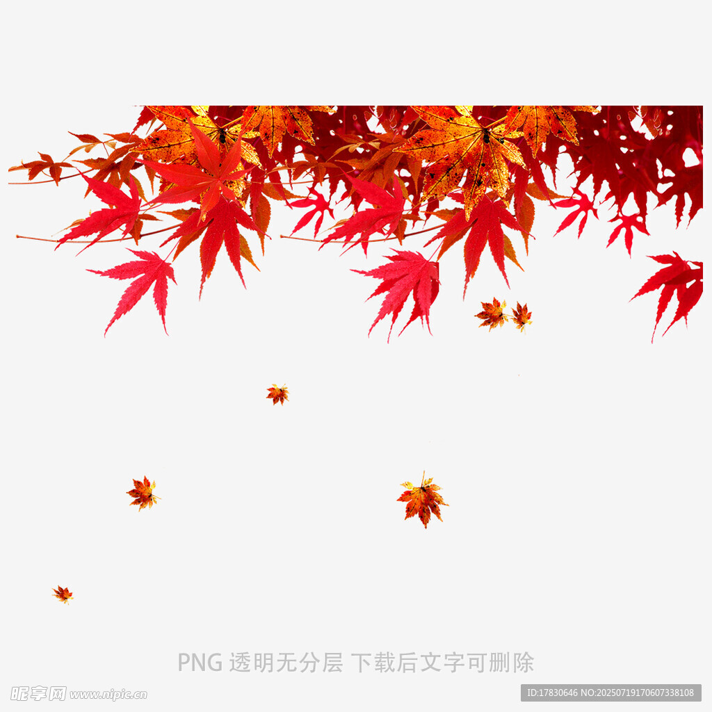 飘落的红色枫叶