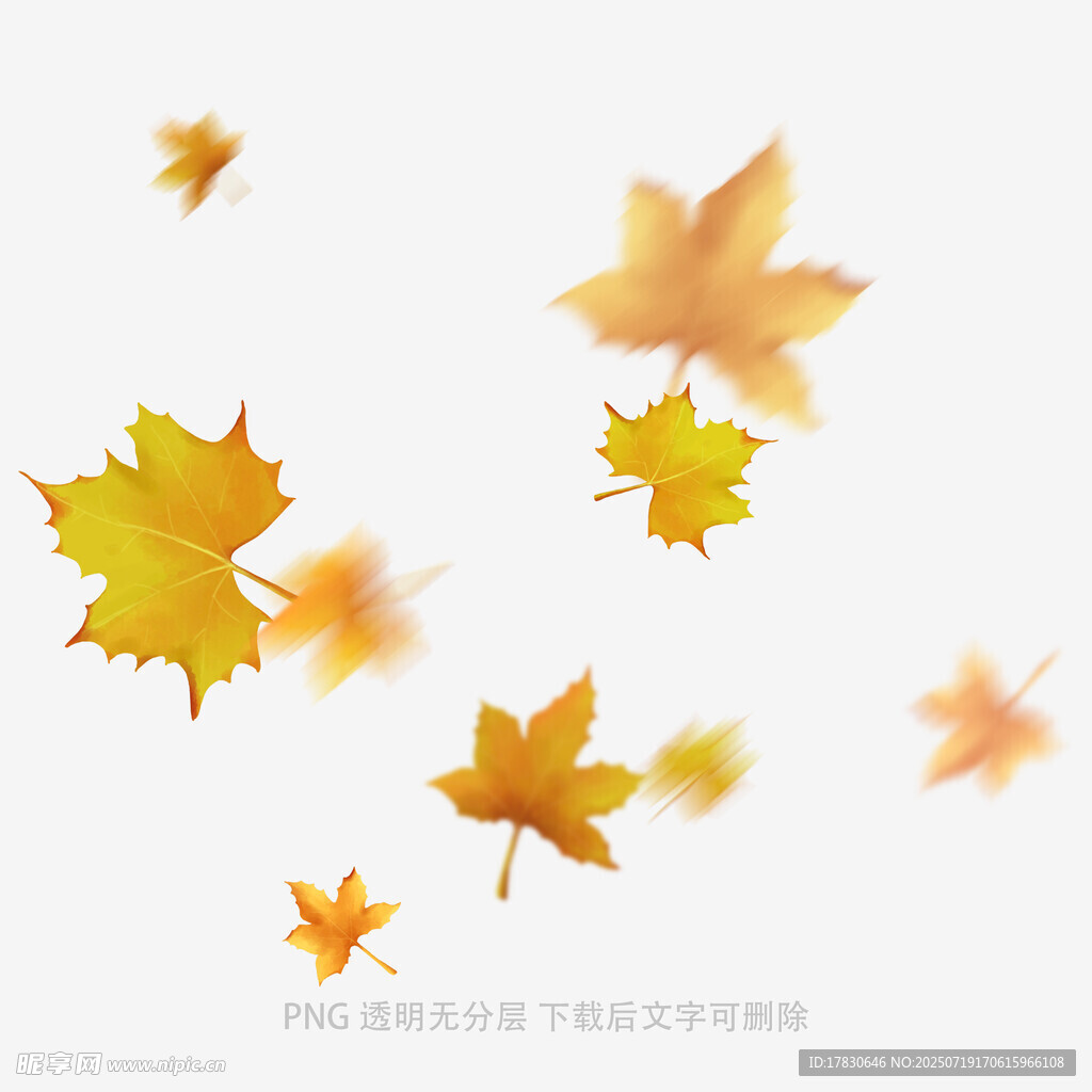 飘落的金黄枫叶
