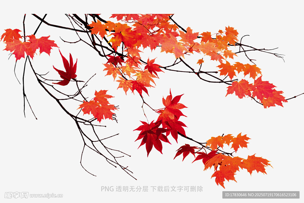 秋意枫叶枝头美景