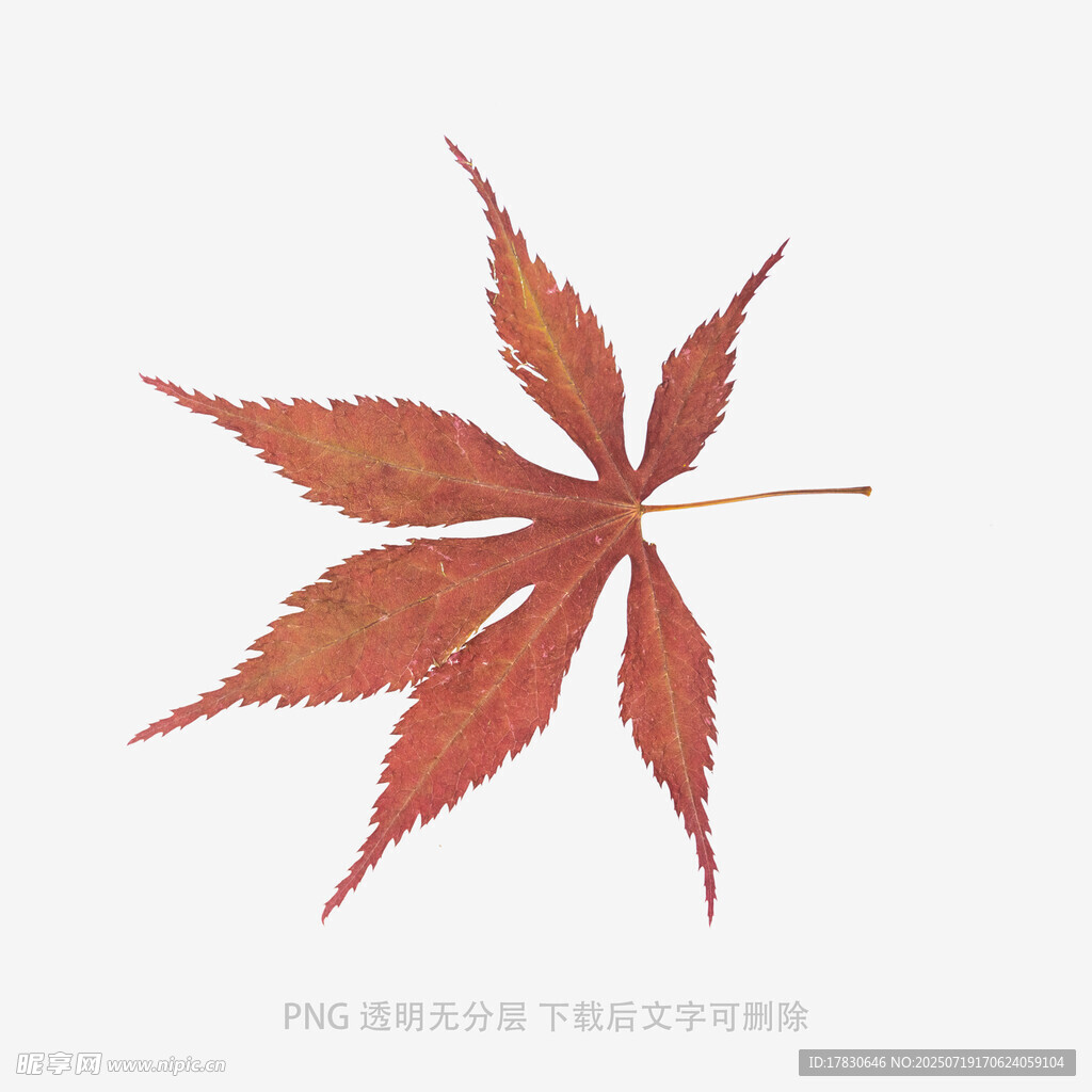秋日红枫叶特写