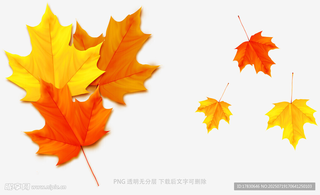 秋日枫叶插画