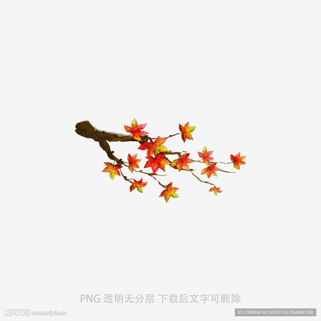 枝头枫叶艳