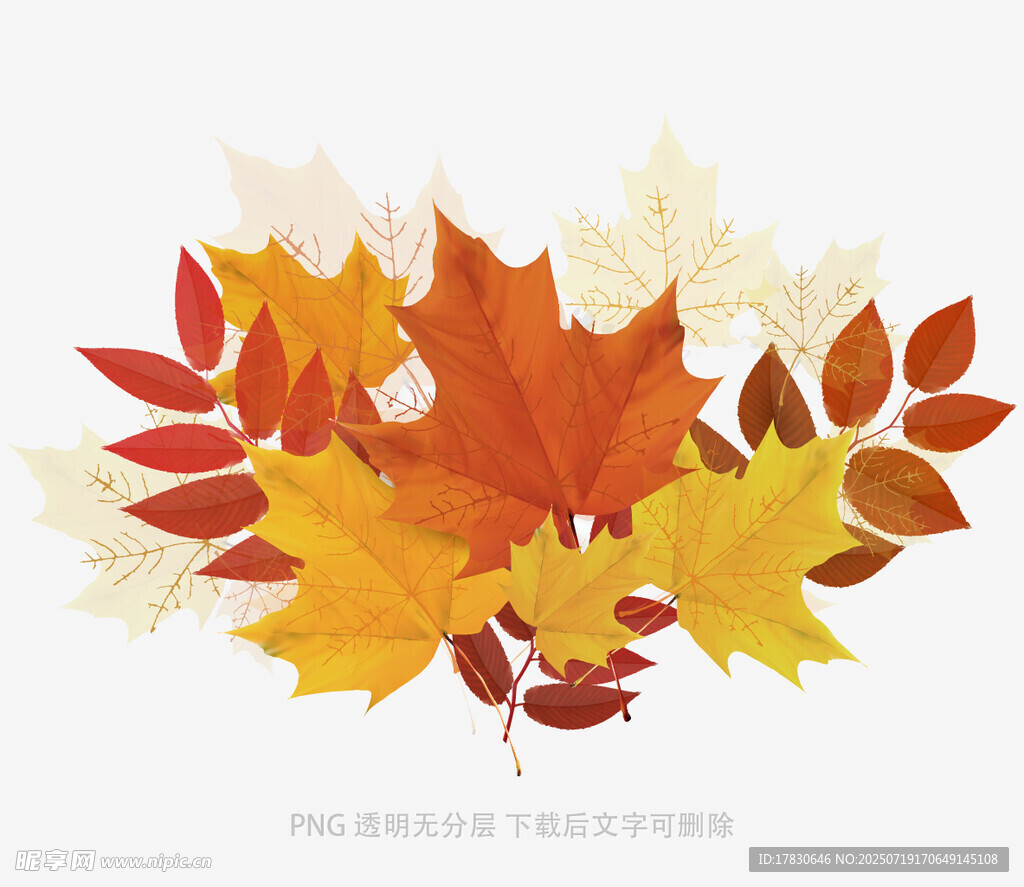 秋日多彩枫叶插画
