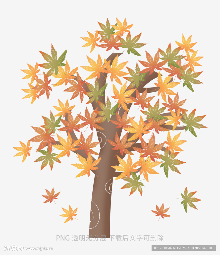 秋日斑斓枫树插画