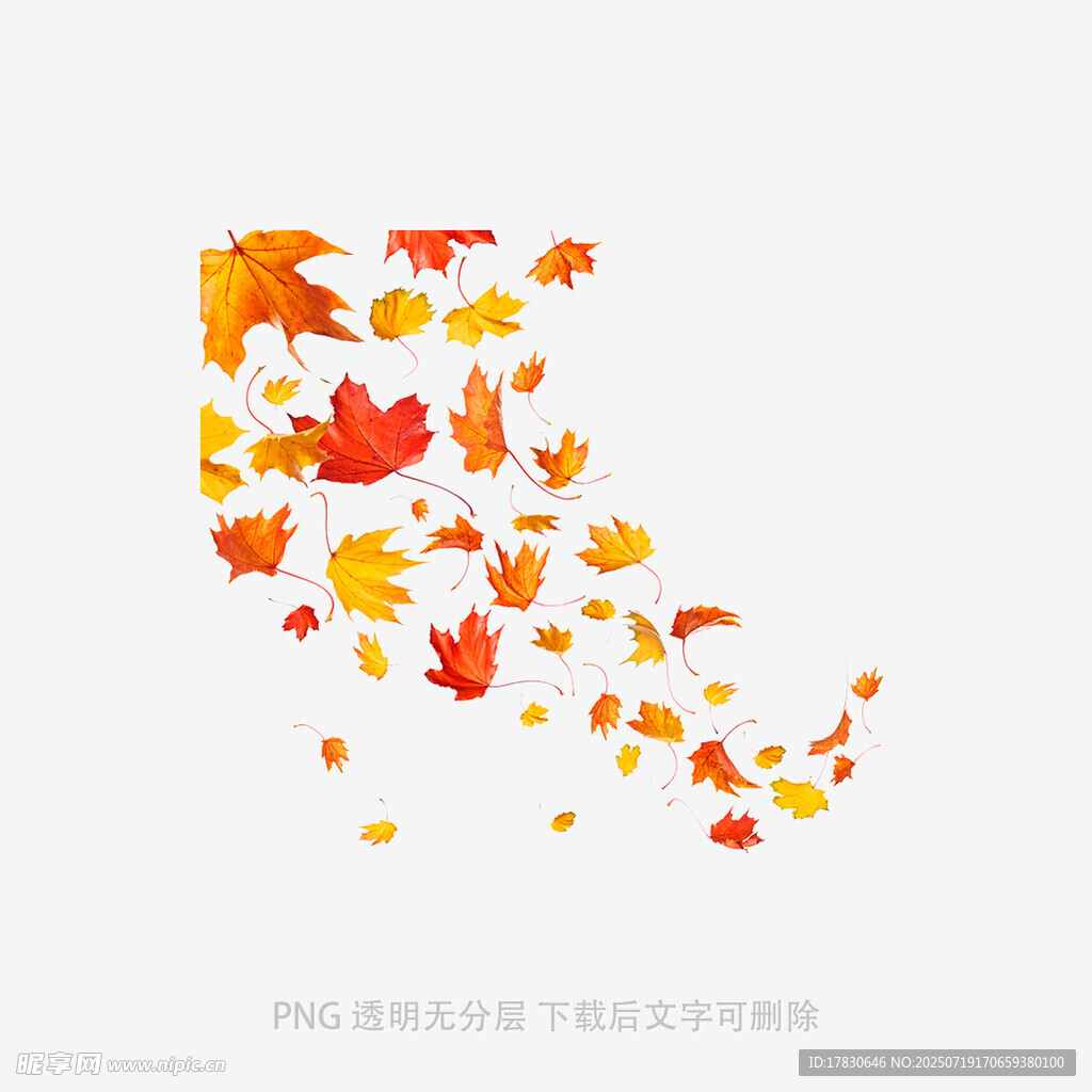 飘落的多彩枫叶