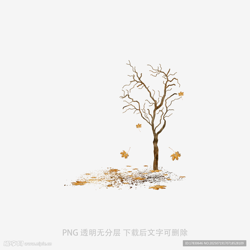 枫叶