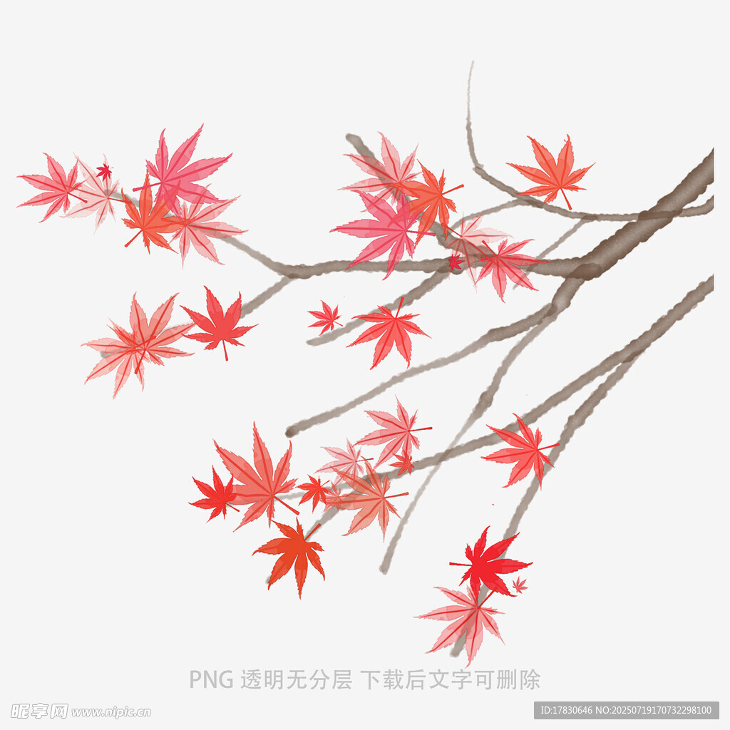 红枫叶枝插画
