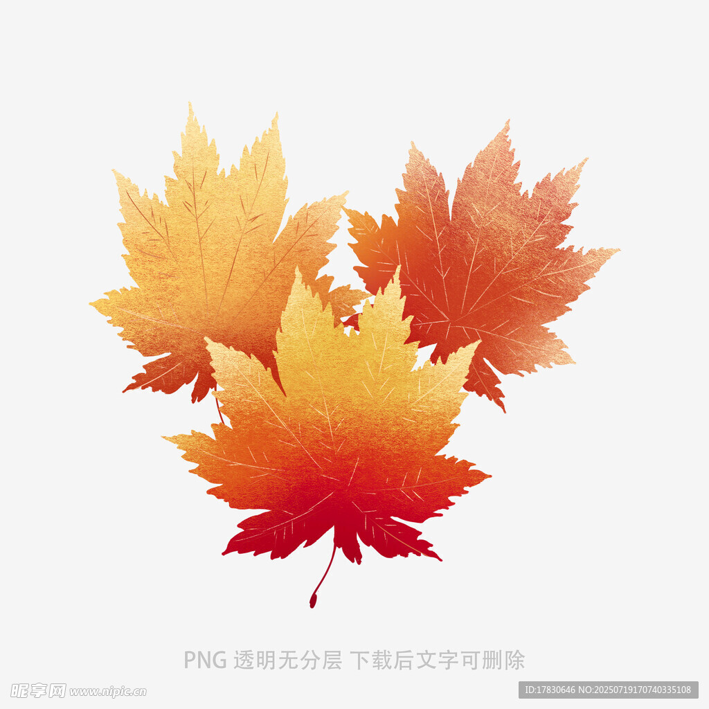 秋日枫叶插画