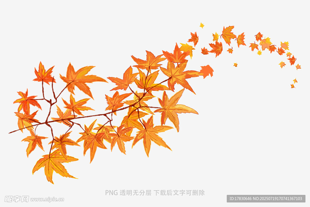 秋意枫叶枝