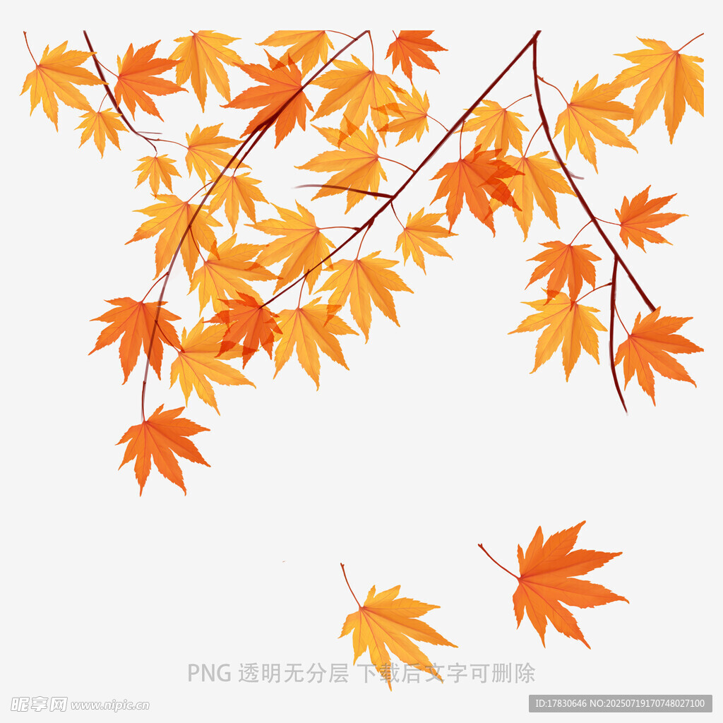 秋日枫叶枝头飘落景象