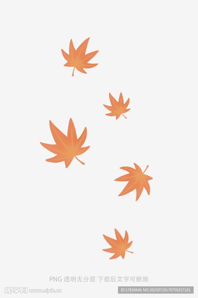 飘落的橙色枫叶