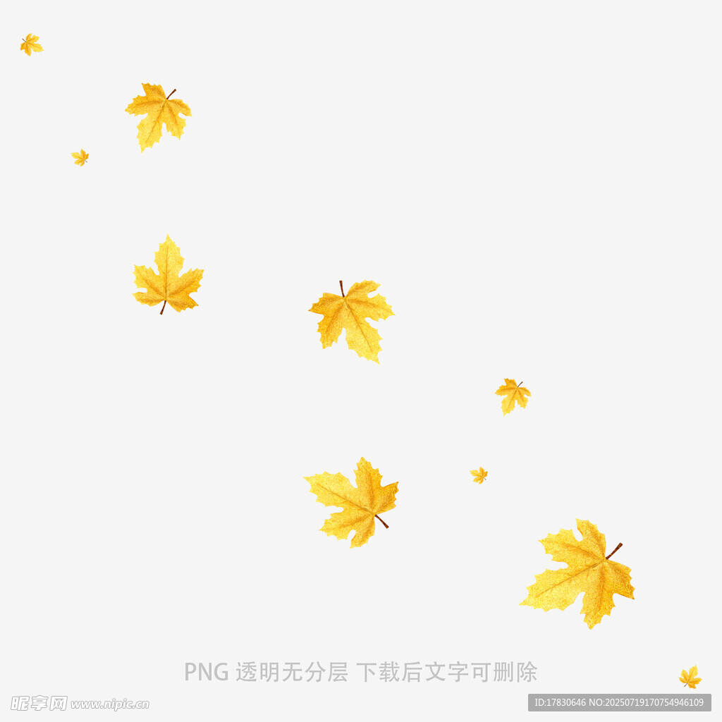 飘落的金黄枫叶