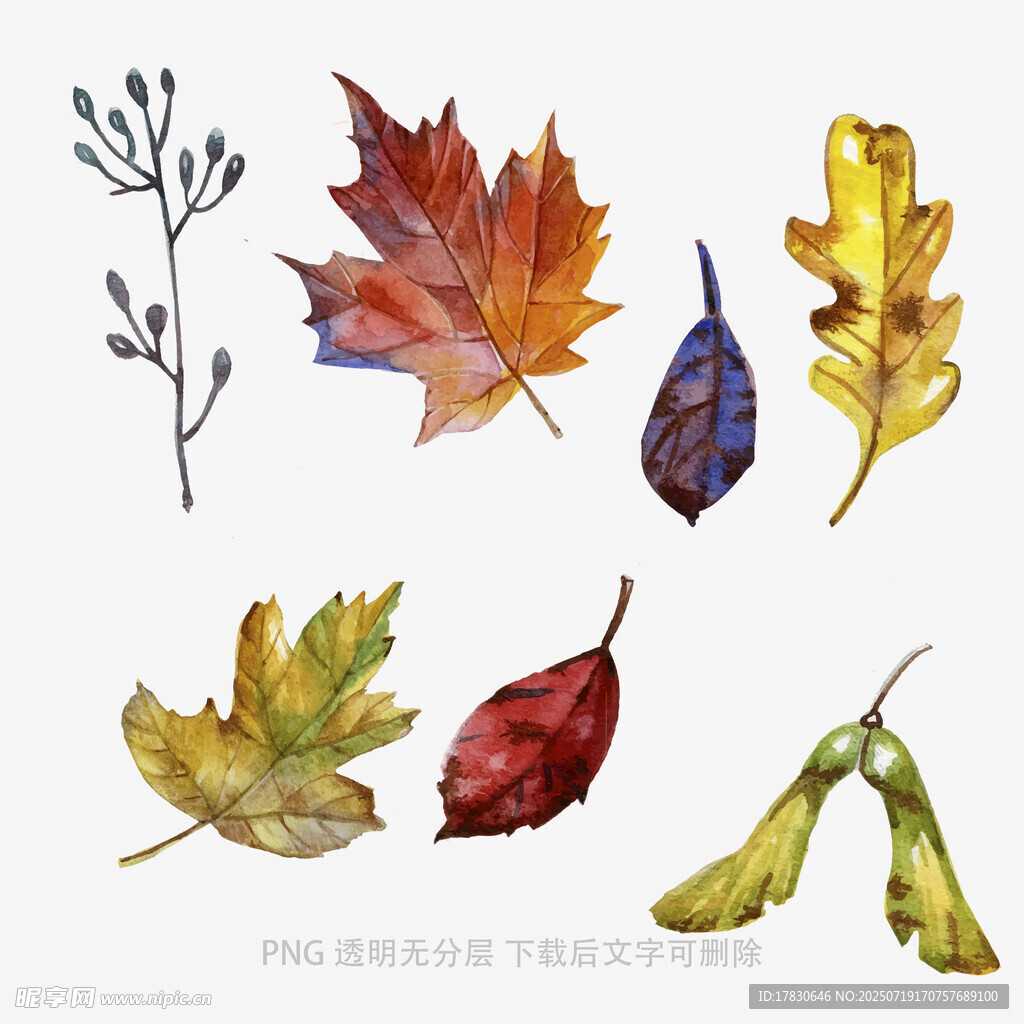 水彩绘多彩秋叶植物元素