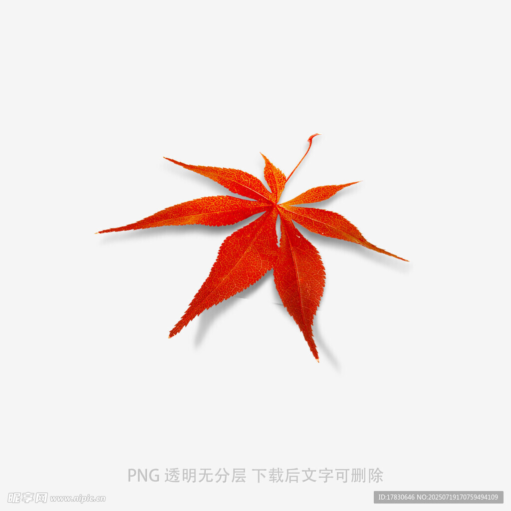 红色枫叶特写