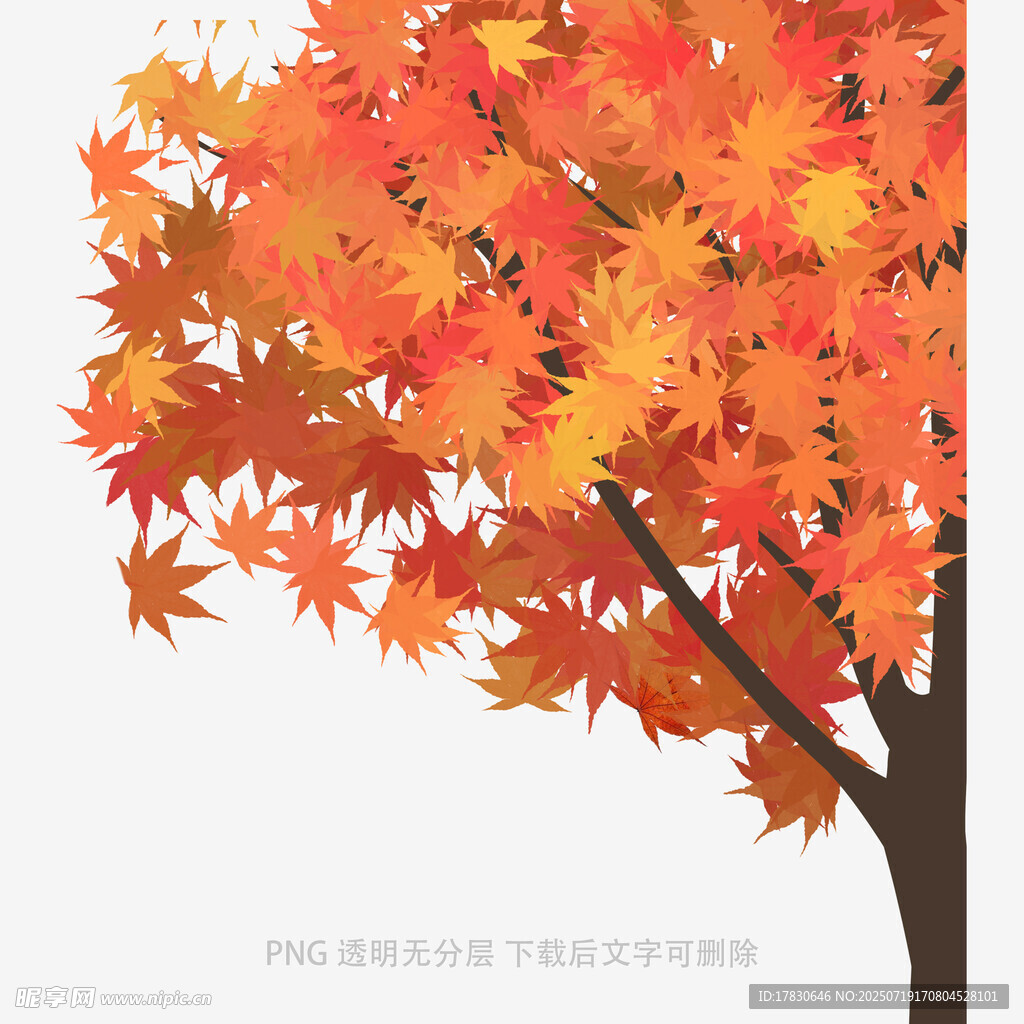 秋日红枫美景