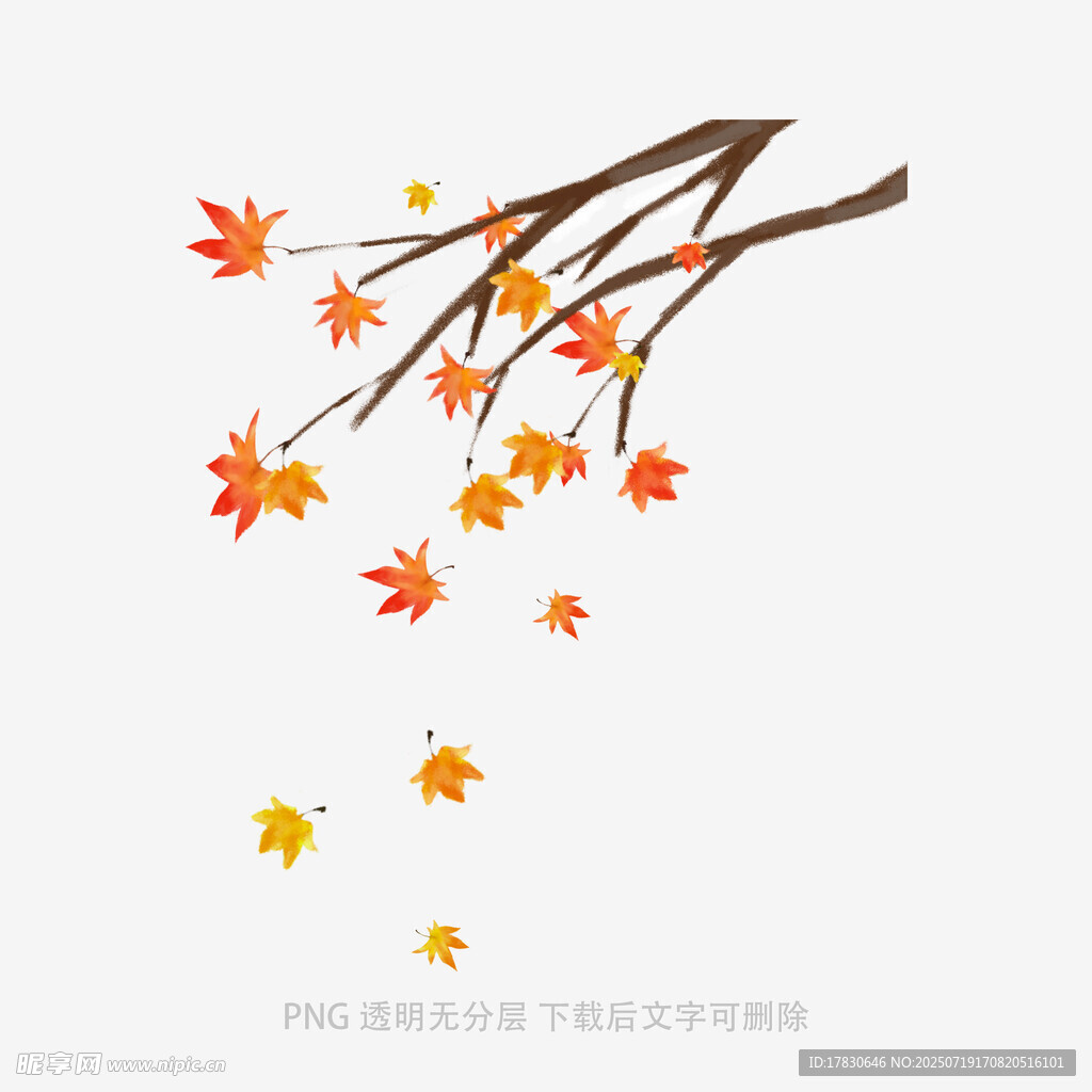 秋日枫叶飘落枝头景象