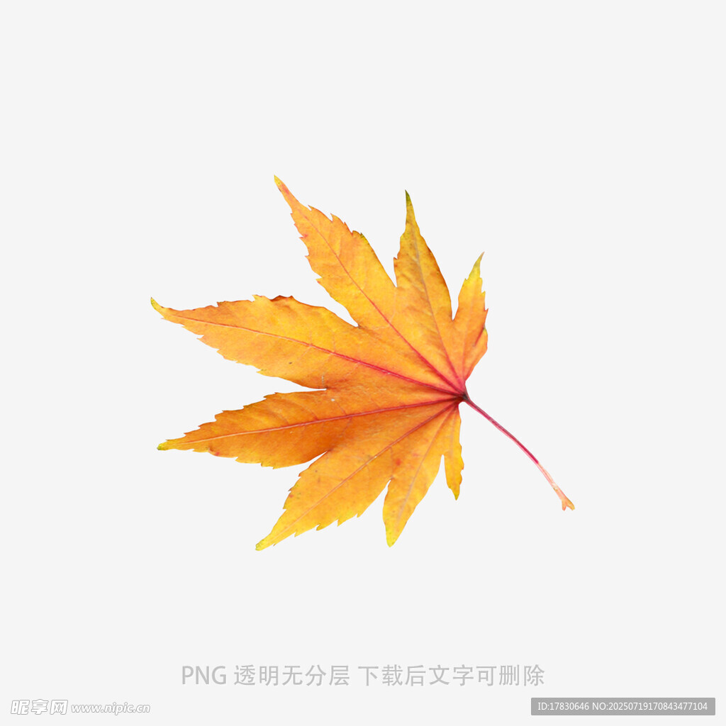 金黄枫叶特写