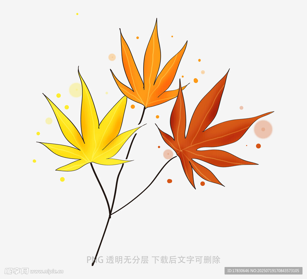 秋日枫叶插画