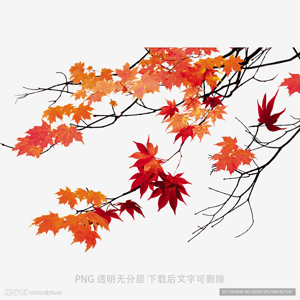 秋日红枫叶树枝插画