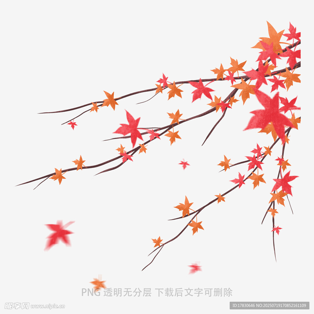 枫叶