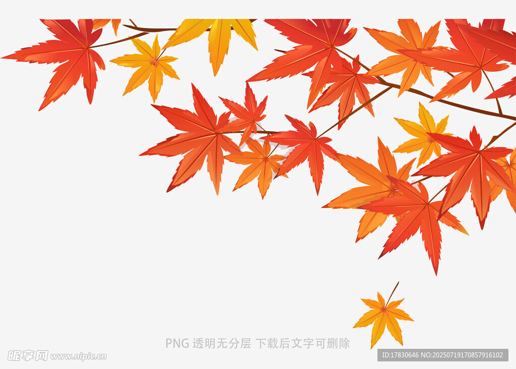 秋日枫叶枝头美景