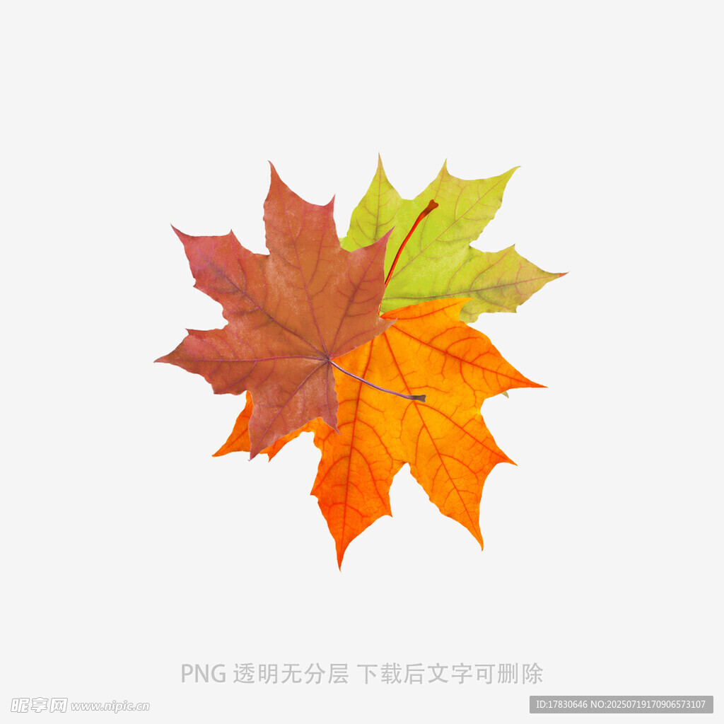 多彩枫叶插画
