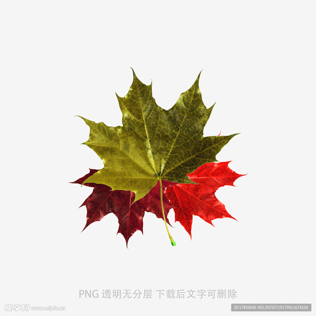多彩枫叶特写