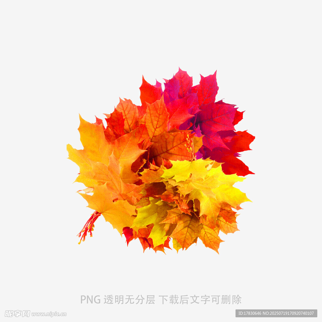 多彩枫叶水彩画