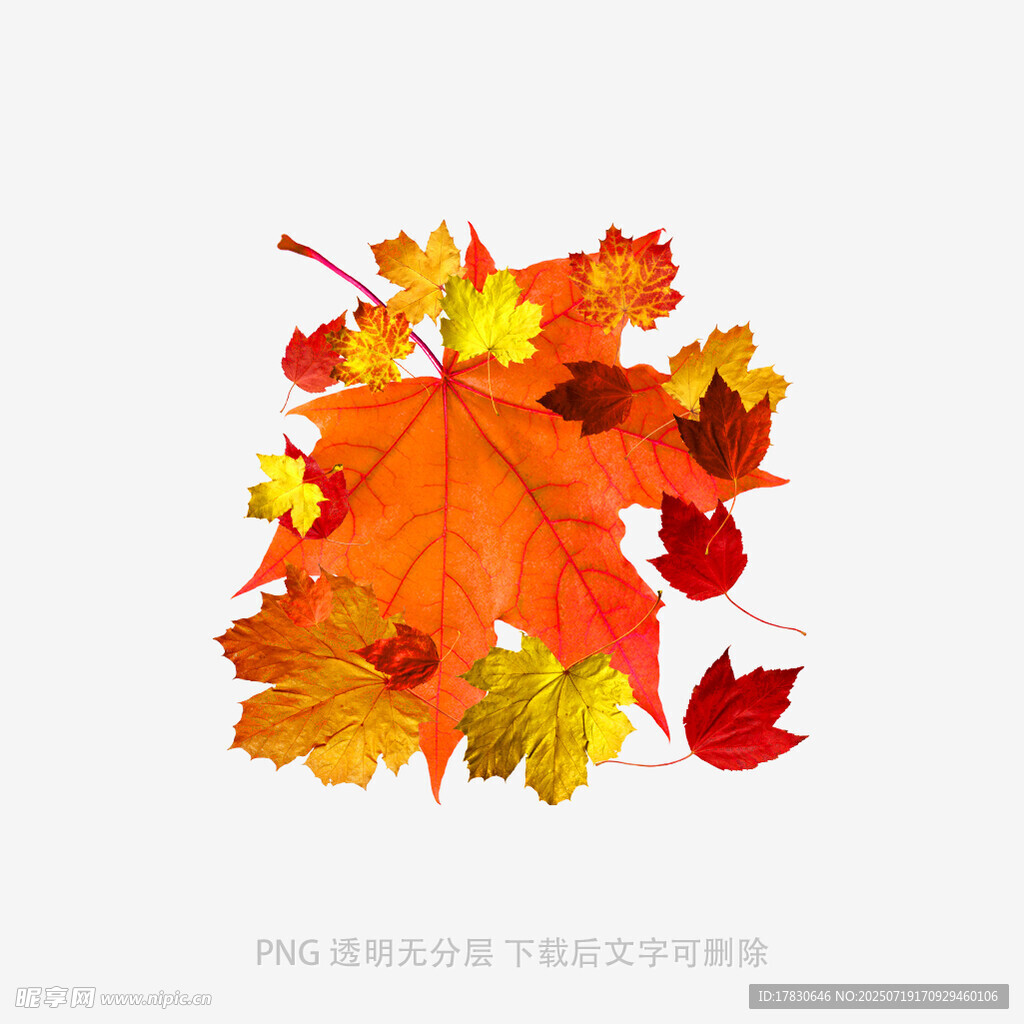 多彩秋叶汇聚
