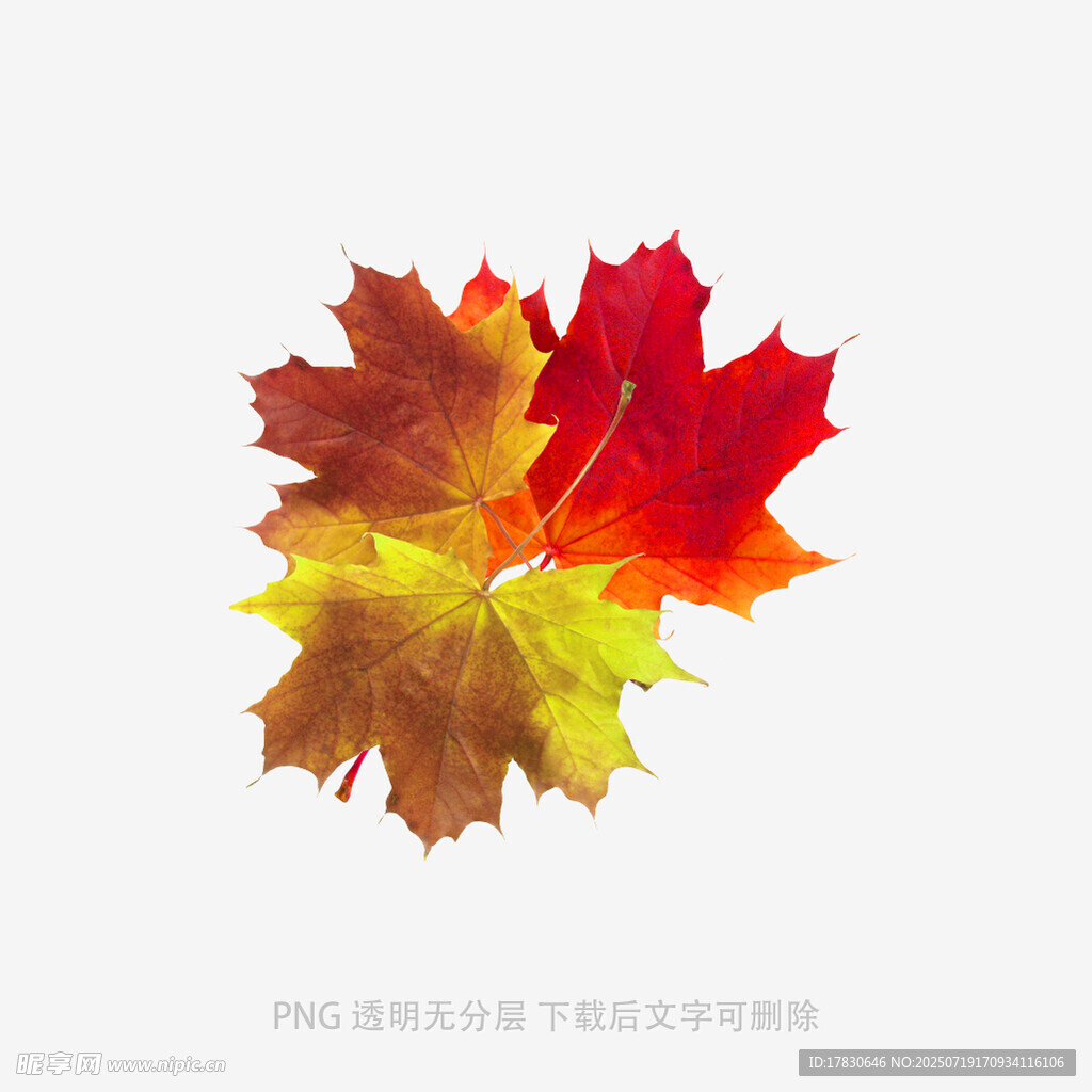 多彩枫叶特写