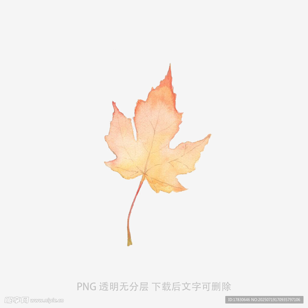 橙黄色枫叶插画