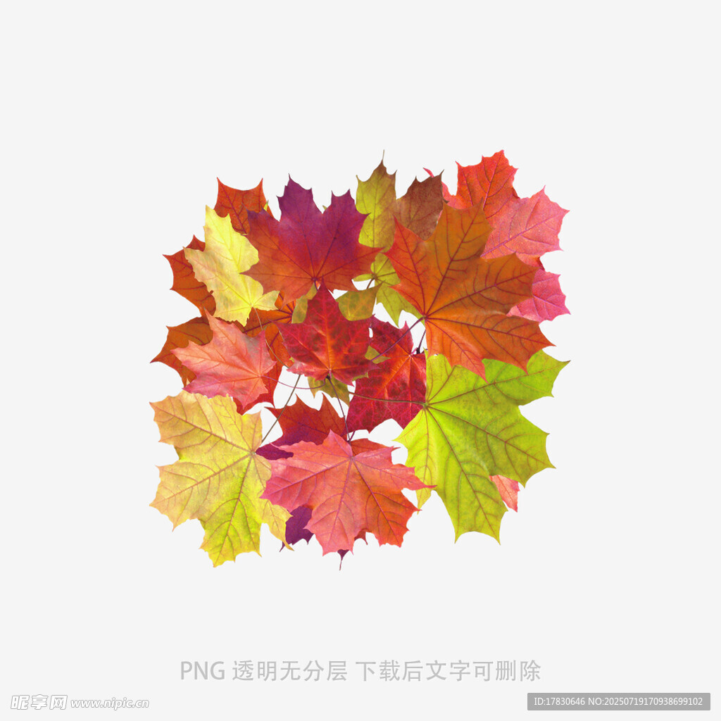 多彩枫叶图案